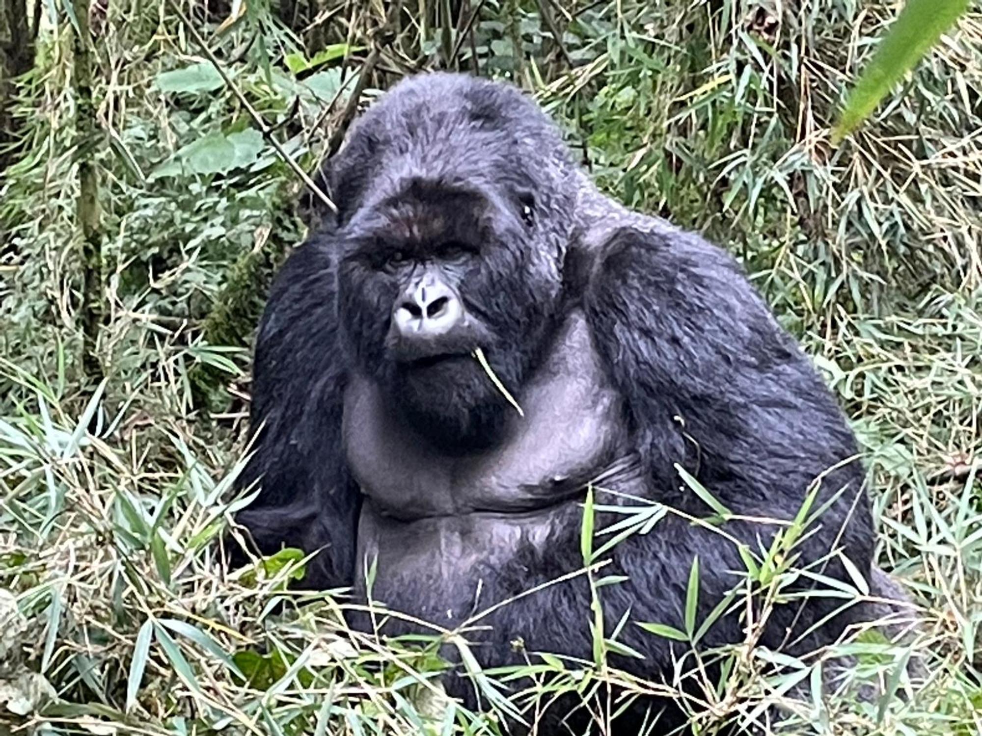Le Bambou Gorilla Lodge Kinigi Екстериор снимка